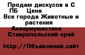 Продам дискусов в С-ПБ. › Цена ­ 3500-4500 - Все города Животные и растения » Аквариумистика   . Ставропольский край